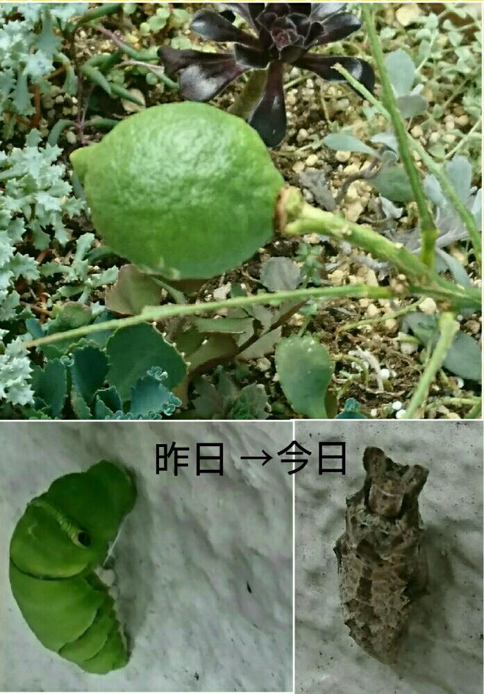 レモンの鉢植えの投稿画像 By きらきら Aki さん レモンの木とバルコニストと揚羽の幼虫 17月7月30日 Greensnap グリーンスナップ