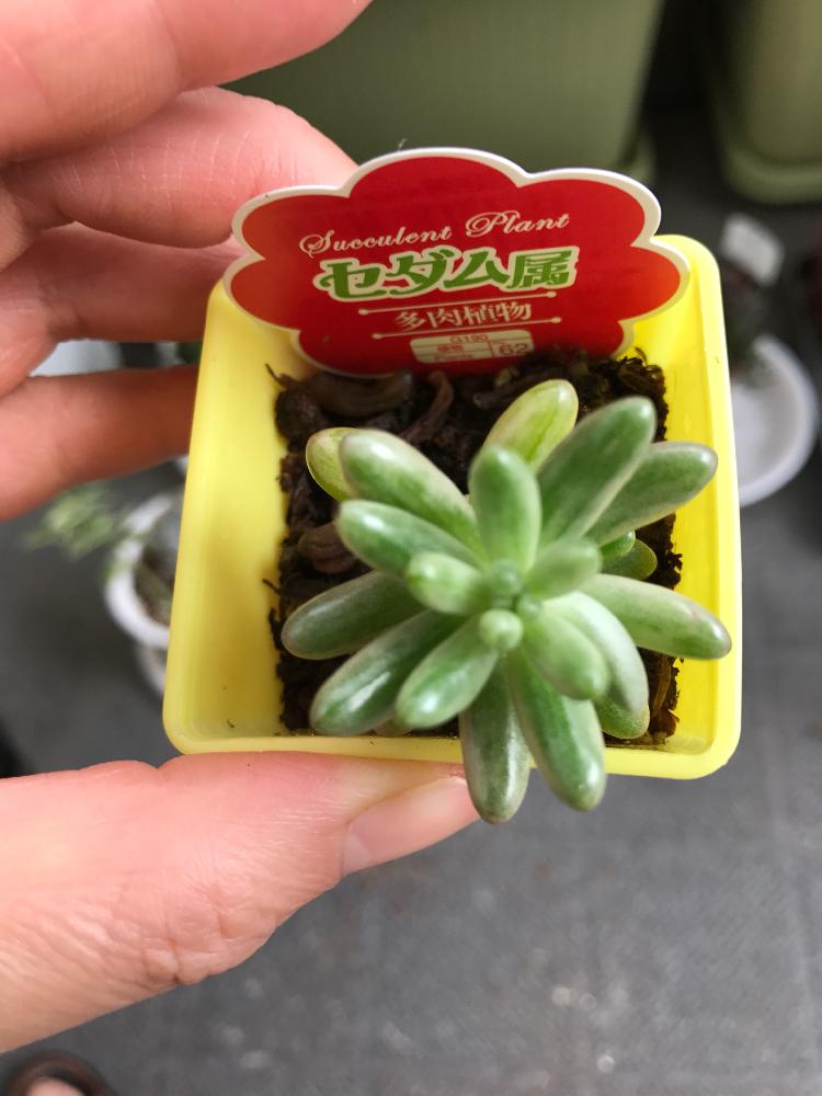 オーロラ 虹の玉斑入り の投稿画像 By Ayuayucchiさん オーロラとセダム オーロラとセダム属と多肉 植物と高温多湿に負けないでとぷりぷりと100円ショップとダイソー出身と多肉初心者とダイソー産とダイソー多肉と斑入り と斑入り多肉と斑入虹の玉 17月7月30日