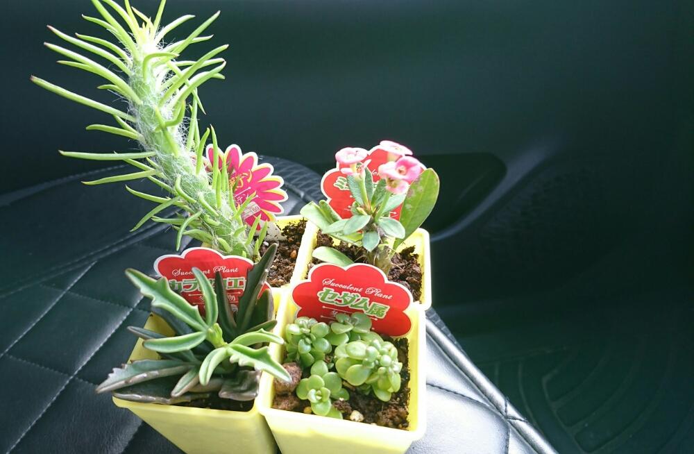 黄金丸葉万年草の投稿画像 By M Hoさん 花キリンと キューエンシスと トナカイの舞と 将軍と成長記録とダイソーplantと新 New Face 顔 17月7月30日 Greensnap グリーンスナップ