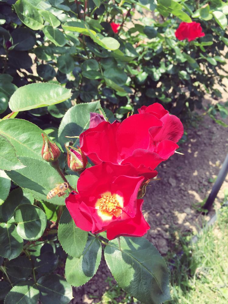 バラの投稿画像 By ぽぽのすけぞーさん ミツバチと花 17月7月30日 Greensnap グリーンスナップ