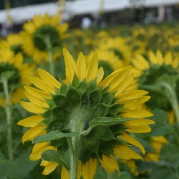 ひまわりバイカラーの投稿画像一覧 Greensnap グリーンスナップ