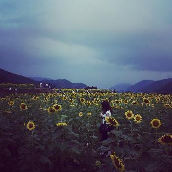 ひまわりバイカラーの投稿画像一覧 Greensnap グリーンスナップ