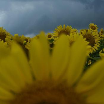 ひまわりバイカラーの投稿画像一覧 Greensnap グリーンスナップ