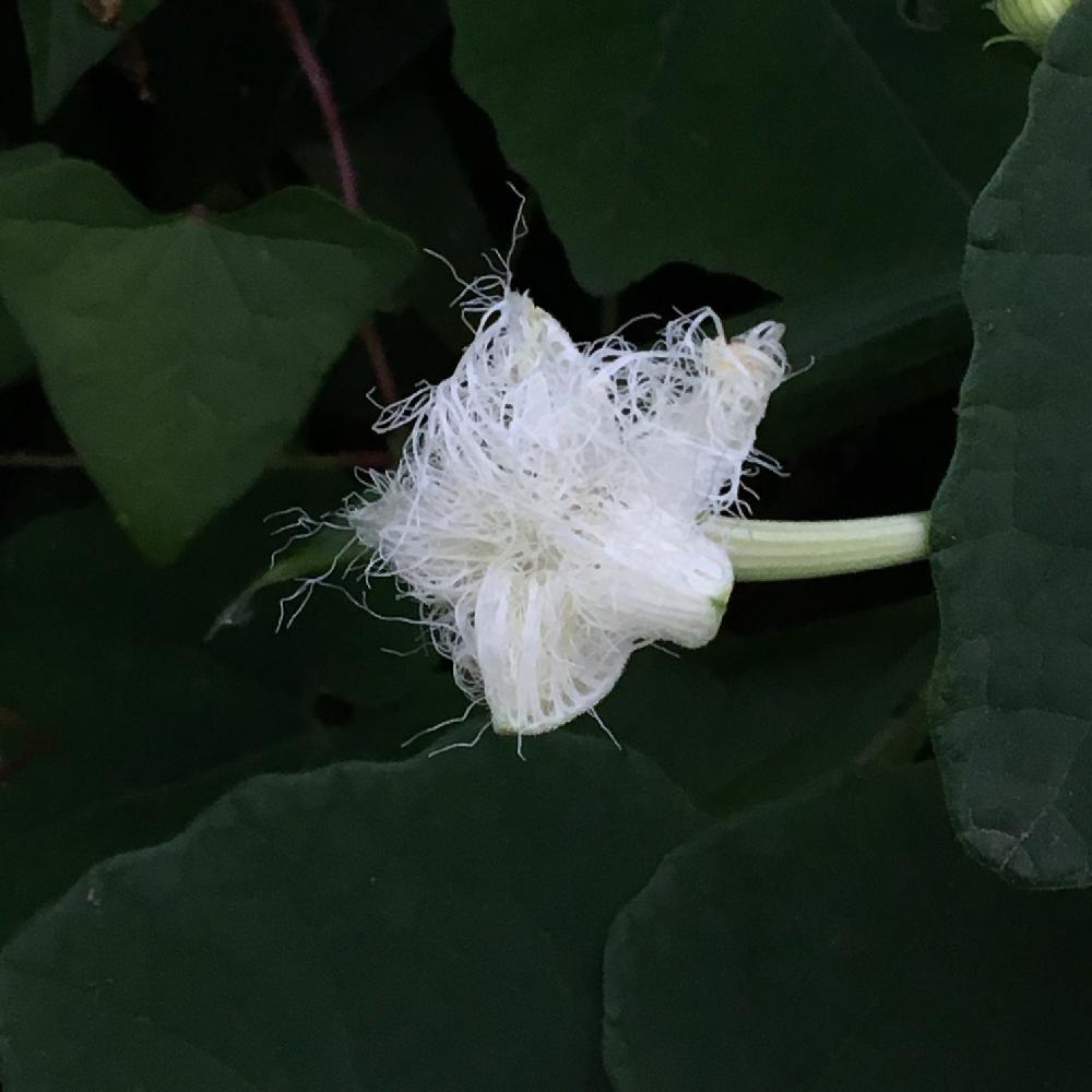 カラスウリの投稿画像 By けいかずさん 散歩道と白い花と夜咲く花 17月7月30日 Greensnap グリーンスナップ