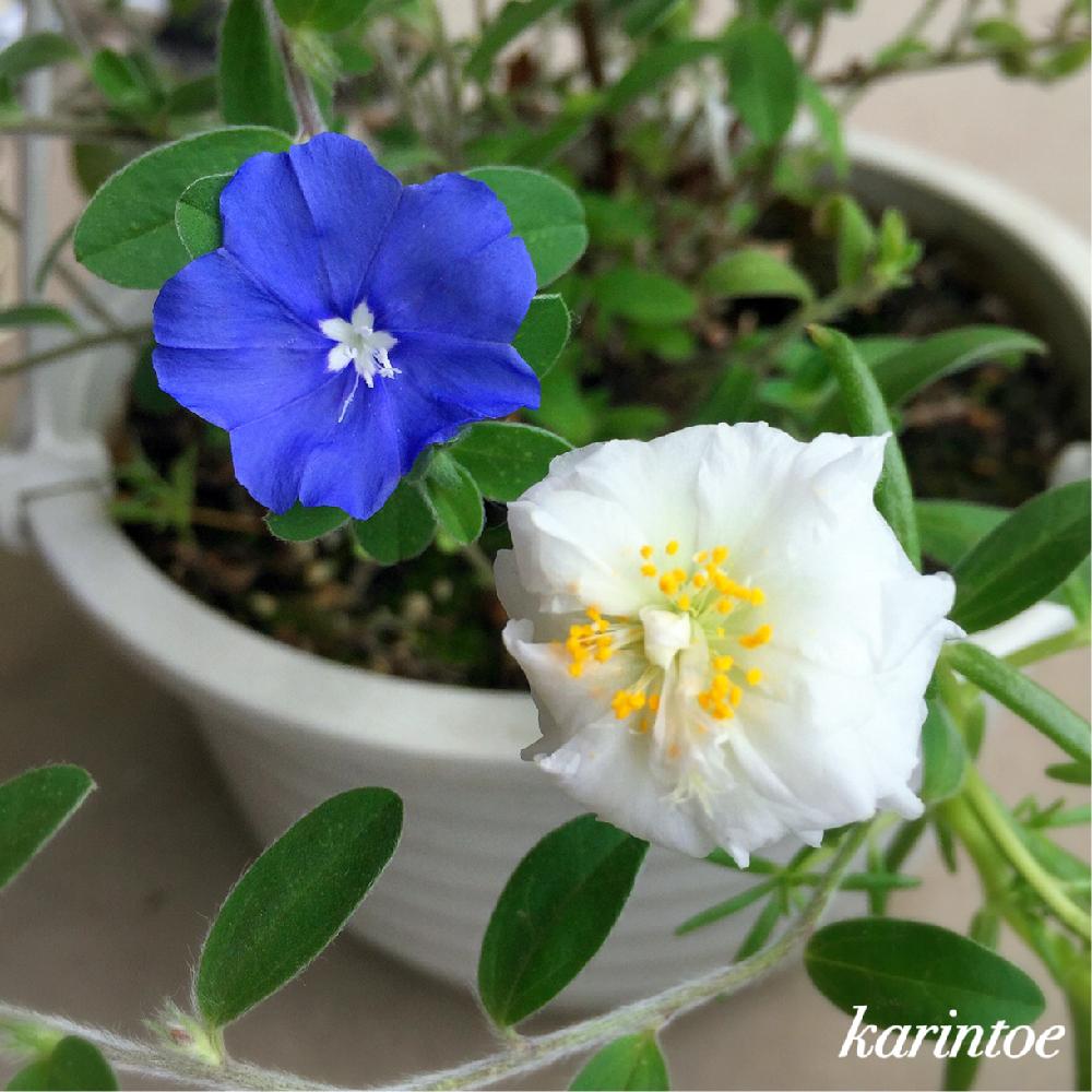 マツバボタンの投稿画像 By Karintoeさん アメリカンブルーとキュンキュン乙女倶楽部と17 7と種まきとキュンキュン乙女倶楽部no 40と青い花と種から育てたとベランダガーデンと今日の一枚と 種まき隊 とナチュラルスタイルと花のある暮らしと白い花と咲いた と