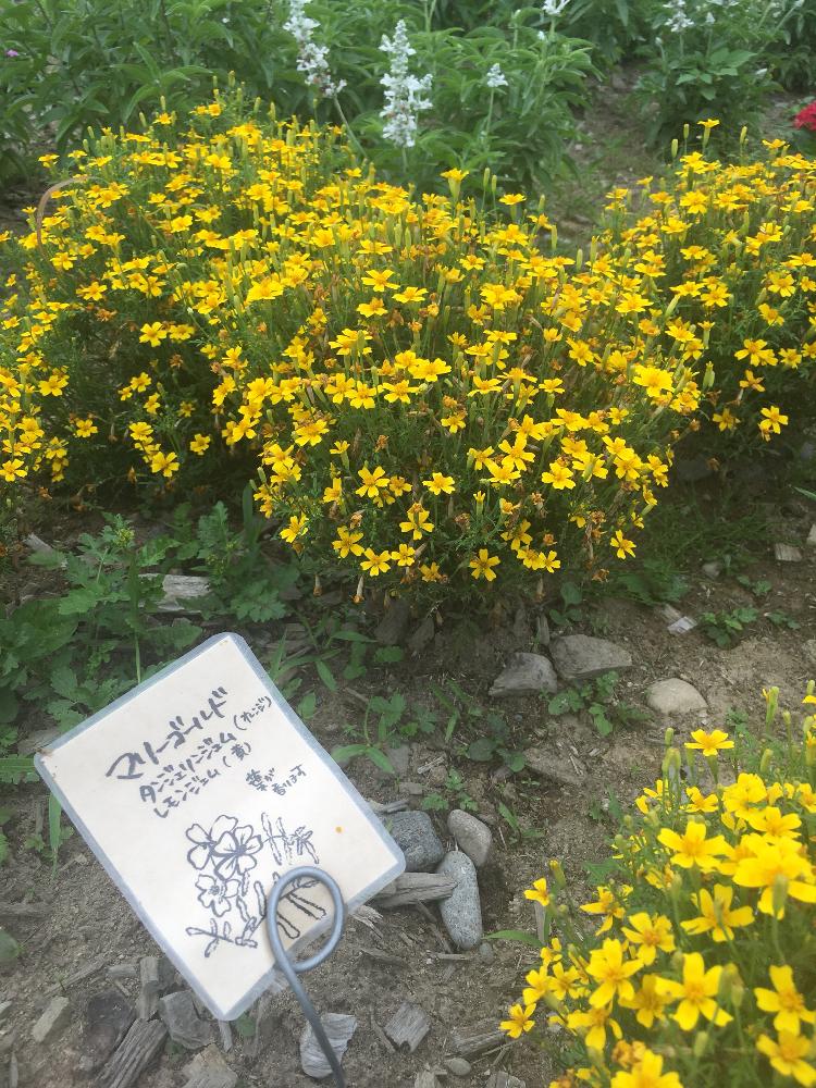 レモンマリーゴールドの投稿画像 By Fumiさん 植中毒とガーデニングと花のある暮らしとハーブ 17月7月31日 Greensnap グリーンスナップ
