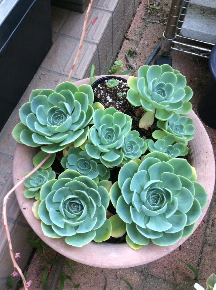 丸葉万年草の投稿画像 By いずなさん 七福神と植中毒と多肉植物と自生 17月7月31日 Greensnap グリーンスナップ