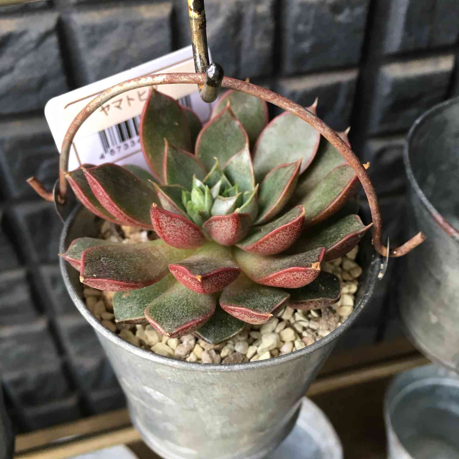 エケベリア 大和姫 開花記録2017｜🍀GreenSnap（グリーンスナップ）