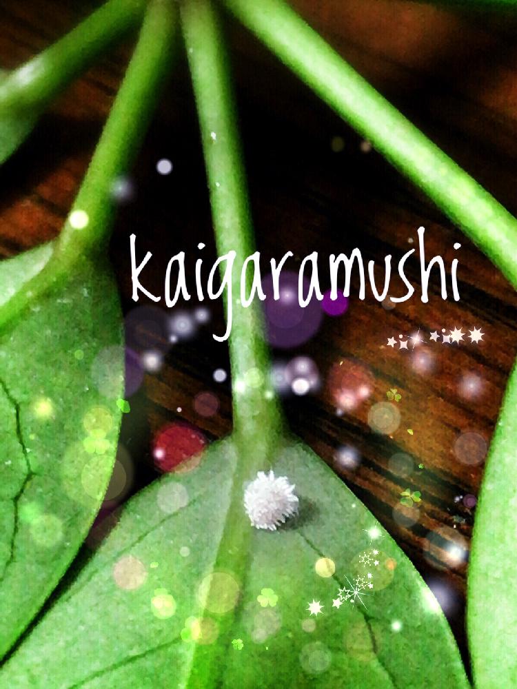 カポックの投稿画像 By Kayakovさん シェフレラと失敗と初心者と挿し木とベニカxとコナカイガラムシとカイガラムシ駆除 17月7月31日 Greensnap グリーンスナップ