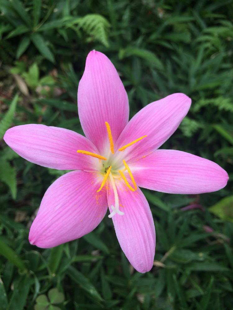 ゼフィランサスの投稿画像 By Risaさん ピンクの花とかわいい とゼフィランサス とゼフィランサスの花と可愛いピンク色 17月7月31日 Greensnap グリーンスナップ