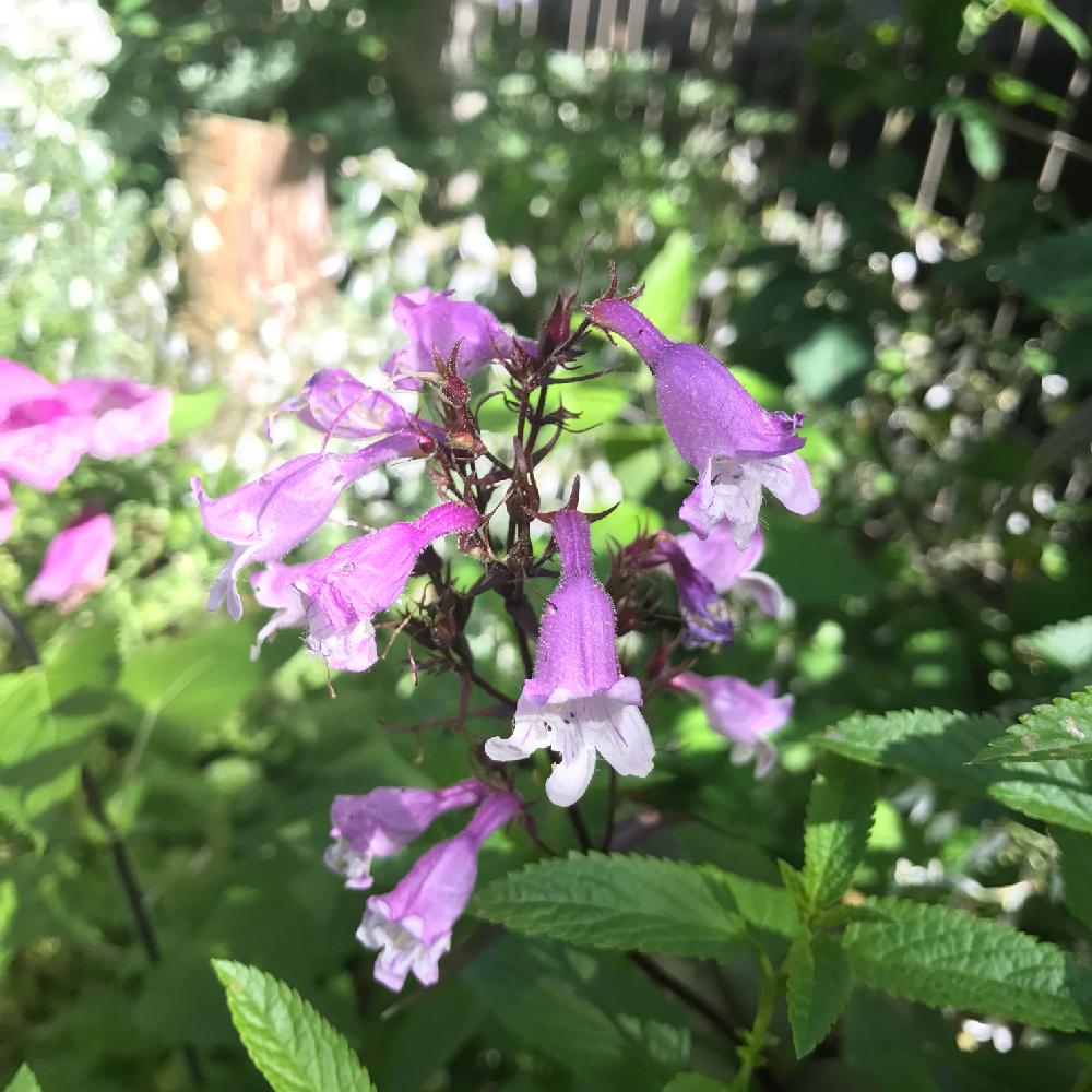 ペンステモン ポカホンタスの投稿画像 By Amiさん 植物のある暮らしとピンクの花と手作りの庭とガーデニングと花のある暮らしとami S Garden 17月8月1日 Greensnap グリーンスナップ ペンステモン ポカホンタスの投稿画像 By Amiさん 植物のある暮らしとピンクの花と手作りの庭とガーデニングと花のある暮らしとami S Garden 17月8月1日 Greensnap グリーンスナップ