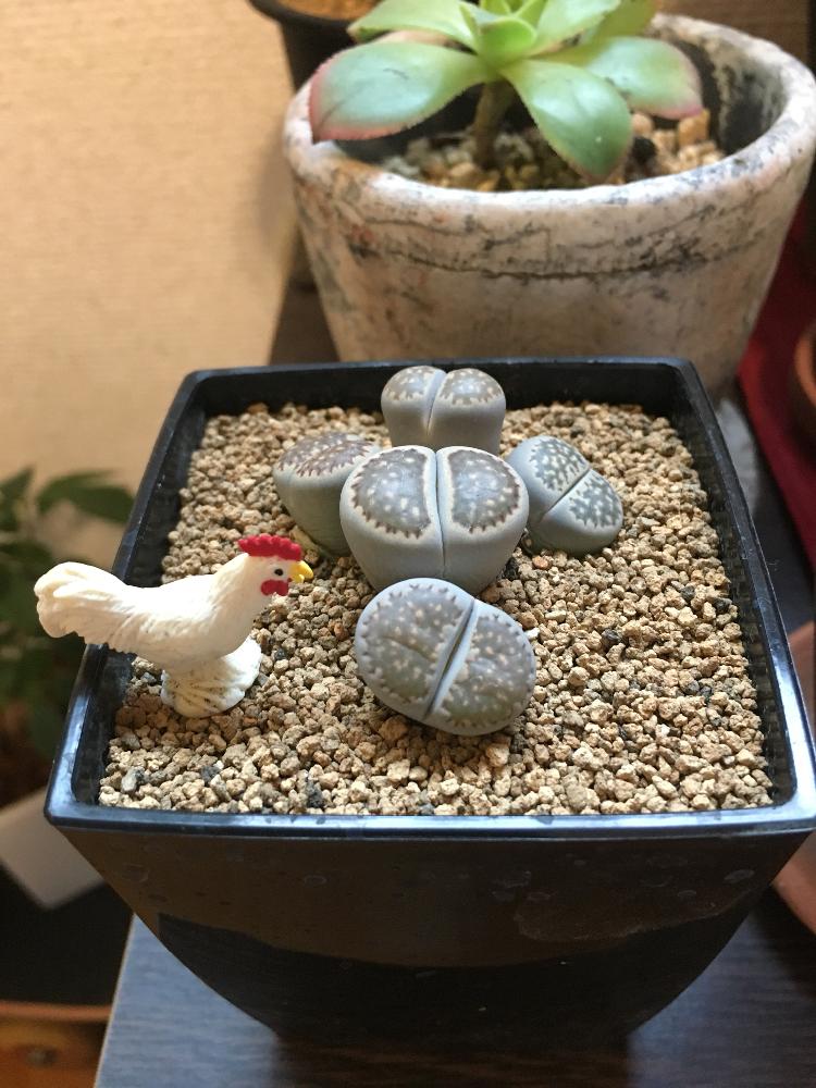 リトープスの投稿画像 By やまもつさん おしり多肉と梅雨に負けないと植中毒とぷりぷり多肉とセクシーとおしりとかわいいとかわいいな 17月8月1日 Greensnap グリーンスナップ