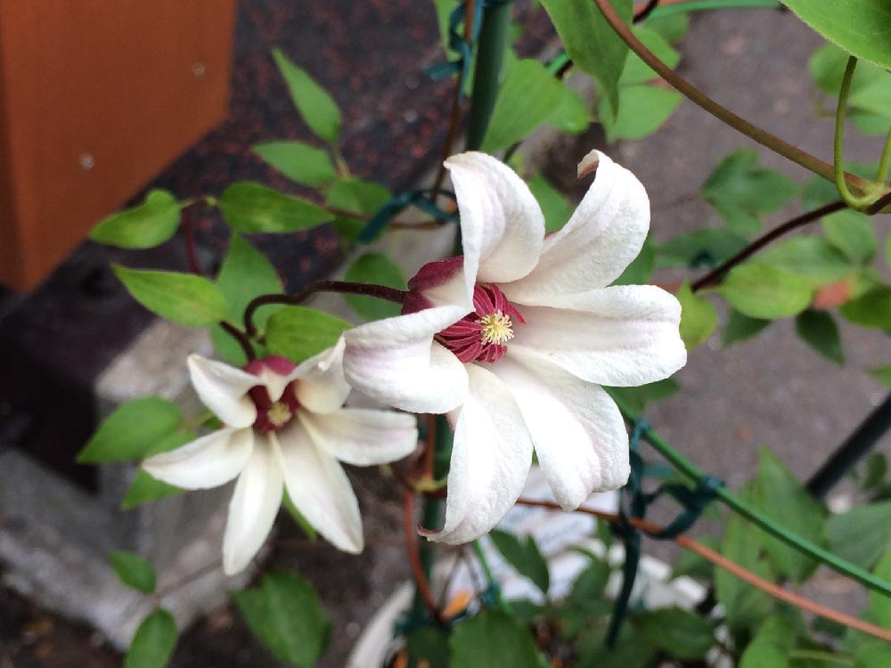 クレマチスの投稿画像 By いっちーさん クレマチス プリンセス ケイトと鉢植えとテキセンシス ビオルナ系と小さな花と北海道と咲いた 17月8月1日 Greensnap グリーンスナップ