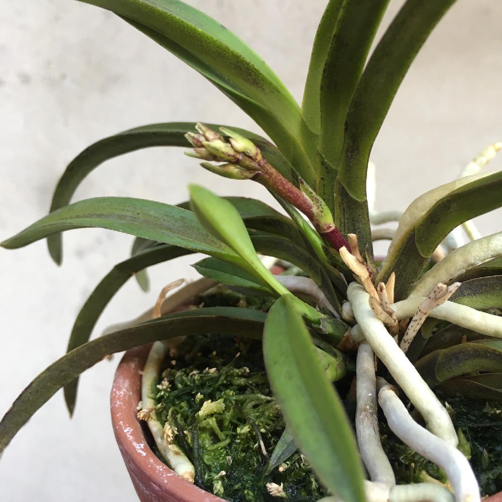 奄美風蘭の投稿画像 By ミモ3さん バルコニー ベランダと着生植物と着生ランとラン科と着生と風蘭 とバンダ蘭 と根っこフェチと着生植物と着生ランとラン科と着生と風蘭 とバンダ蘭 と根っこフェチ 17月8月1日 Greensnap グリーンスナップ Greensnap 奄美風蘭の投稿画像 By ミモ3さん バルコニー ベランダと着生植物と着生ランとラン科と着生と風蘭 とバンダ蘭 と根っこフェチと着生植物と着生ランとラン科と着生と風蘭 とバンダ蘭 と根っこフェチ 17月8月1日 Greensnap グリーンスナップ Greensnap