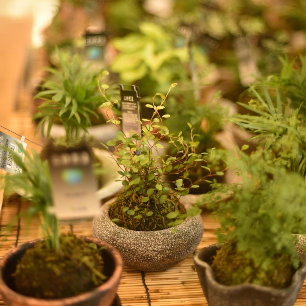 コケ玉の投稿画像 By カインズさん 玄関 17月8月1日 Greensnap グリーンスナップ Greensnap グリーンスナップ