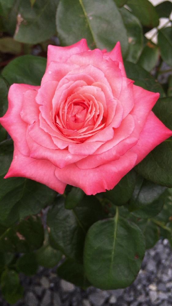 ピンクパンサーの投稿画像 By あきべさん 薔薇とバラとピンクの薔薇と薔薇に魅せられてと綺麗な薔薇には刺がある と植中毒と薔薇初心者と花のある暮らしと 薔薇 17月8月1日 Greensnap グリーンスナップ
