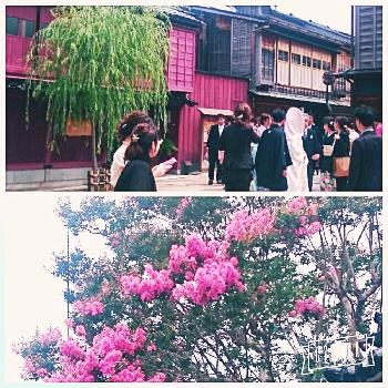 花嫁の画像 by ひろしさん | お出かけ先と癒しと富山支部ときれいと花嫁と初夏の訪れとかわいいな♡とサルスベリの花と花のある暮らし