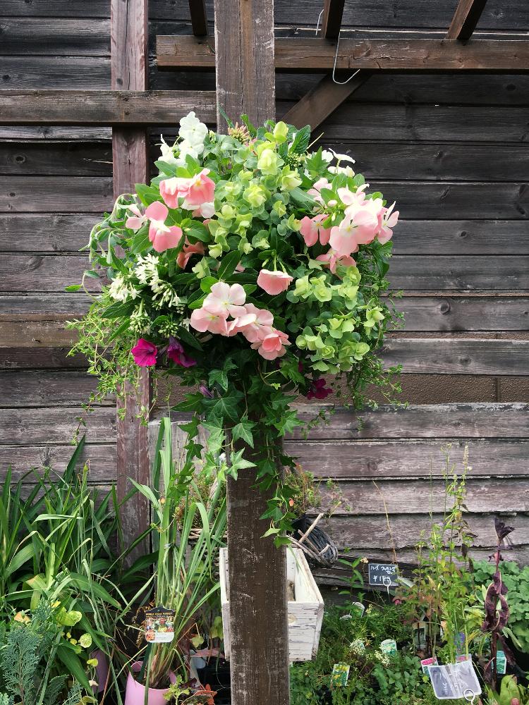 バルコニー ベランダの投稿画像 By 由良さん 夏のハンギングと今日の一枚と今日のお花と夏の寄せ植えと ハンギングバスケット コンテストと夏のハンギング と今日の一枚と今日のお花と夏の寄せ植えと ハンギングバスケット コンテスト 17月8月2日 Greensnap