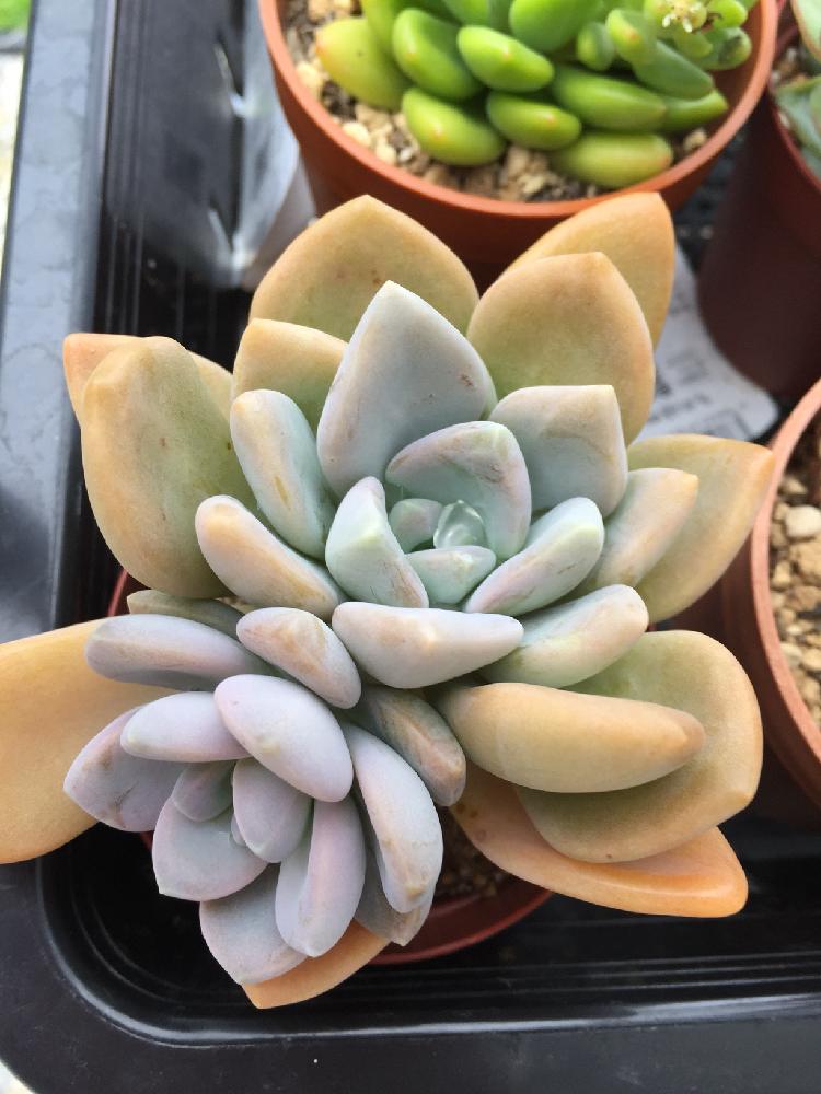 月花美人の投稿画像 By はるさん 広い庭と多肉植物と多肉植物葉挿しとわが家の多肉スペースと多肉女子とタニラーとタニク初心者と葉挿しと多肉植物と多肉 植物葉挿しとわが家の多肉スペースと多肉女子とタニラーとタニク初心者と葉挿し 17月8月2日 Greensnap