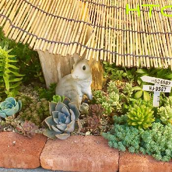 日よけの投稿画像一覧 Greensnap グリーンスナップ