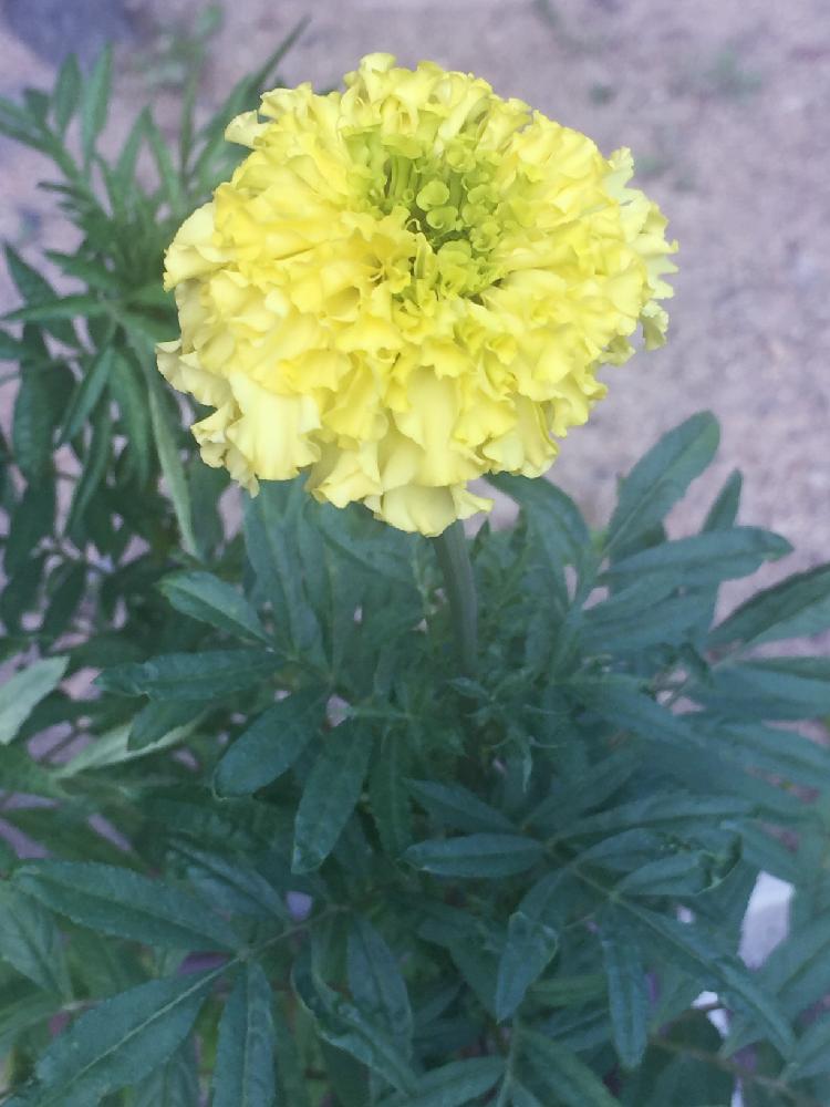 鉢植えのお花の投稿画像 By まることみかんさん 観察日記と初挑戦と今日のお花とマリーゴールド と種から育てる と花のある暮らし 17月8月3日 Greensnap グリーンスナップ