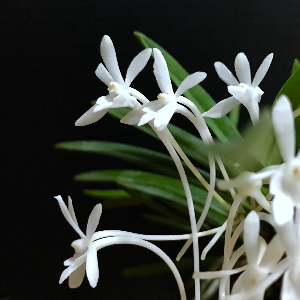 奄美風蘭の投稿画像 By Guchaさん 花のある暮らしと今日のお花と300いいねと部屋と世界らん展フォトコンテストと花のある暮らしと今日のお花と世界らん展フォトコンテスト 17月8月3日 Greensnap グリーンスナップ Greensnap グリーンスナップ