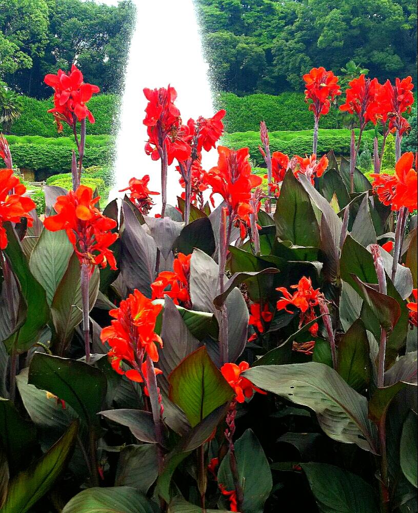 カンナの投稿画像 By ビブさん 大きな花と京都府立植物園とやっぱり花が好き と植物園とシックな色と大人色と黒い葉と赤い花と大きな葉っぱ 17月8月3日 Greensnap グリーンスナップ