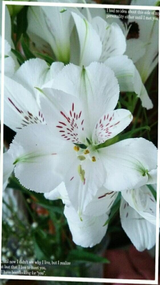 アルストロメリアの投稿画像 By はちみつ さん 白い花と清々しい 17月8月4日 Greensnap グリーンスナップ