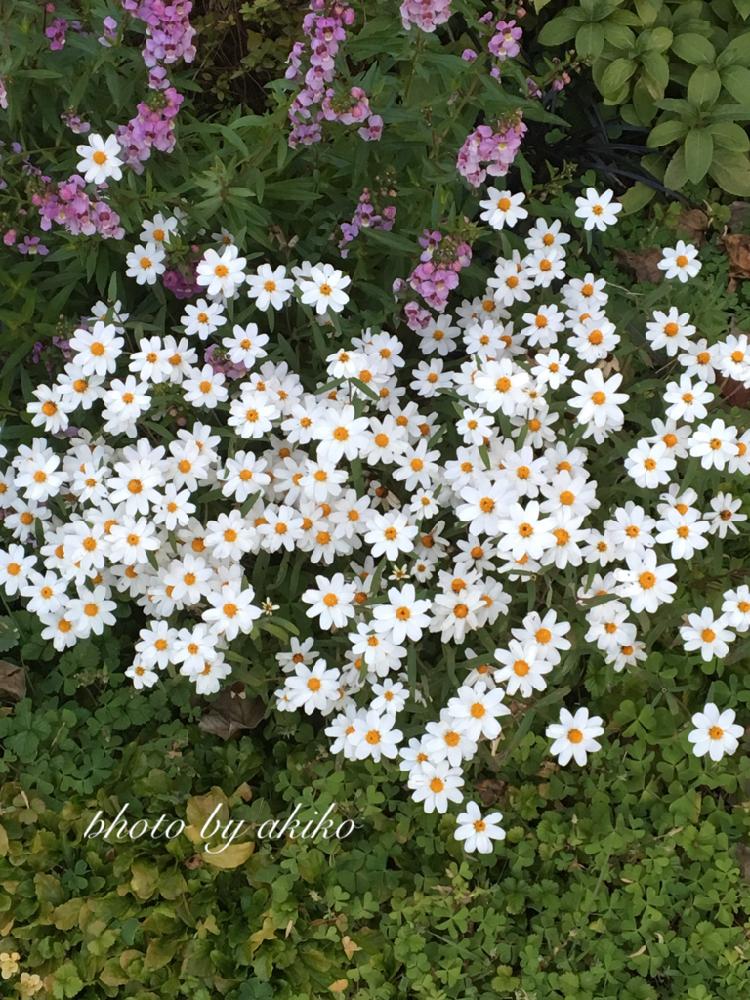 ジニアリネアリスの投稿画像 By Akiko さん アンゲロニアと花壇と夏の花と来年も植えたいと今日の一枚と過去の写真とまた植えたいと花のある暮らしと白い花 17月8月4日 Greensnap グリーンスナップ