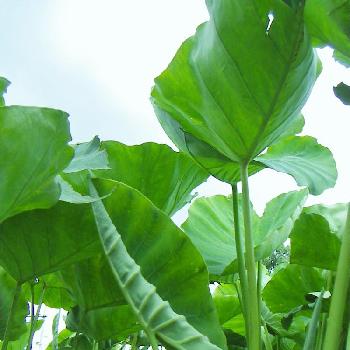 今日の野菜の画像 by Sengoku Kotonoさん | 畑と里いもの葉と暑さにバテ気味と今日の野菜とおいしいかな？と植中毒
