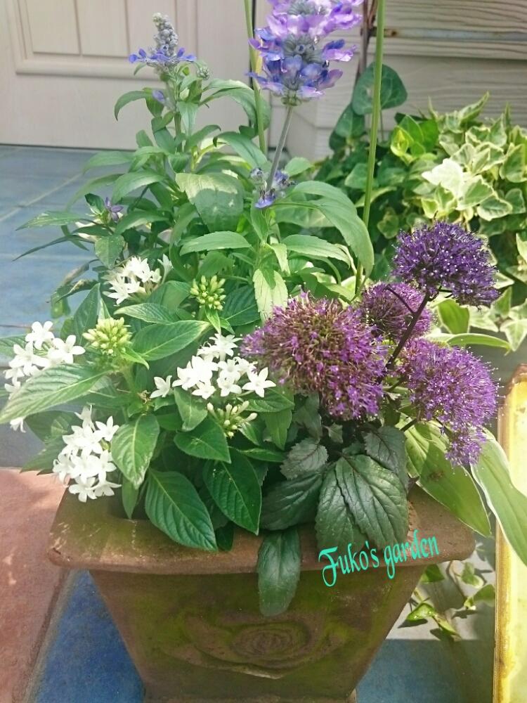 ペンタスの投稿画像 By ふうこさん ユウギリソウと寄せ植え 17月8月5日 Greensnap グリーンスナップ