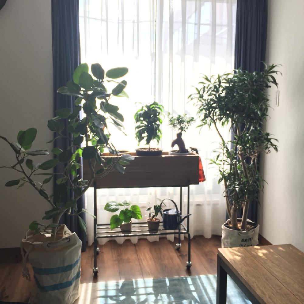 ソングオブジャマイカの投稿画像 By Kawatakuさん ベンガレンシスとインテリアとフィカス ウンベラータとアロカシア バンビーノとガジュマルとドラセナトルネードと観葉植物を楽しむとわっさわっさと観葉植物と集合写真とドラセナ属と植中毒と観葉植物を楽しむとわっ