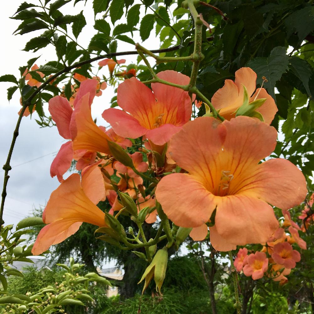 ノウゼンカズラの投稿画像 By けいかずさん 夏の花とオレンジ色の花 2017月8月5日 Greensnap グリーンスナップ