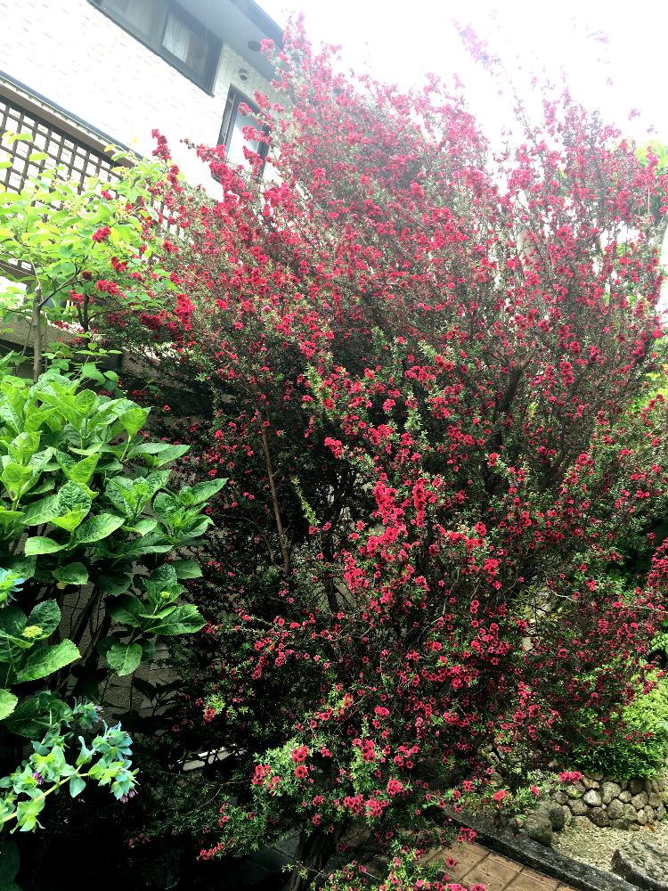 ギョリュウバイの投稿画像 By Elizabeth Rossoさん 小さな庭 17月8月5日 Greensnap グリーンスナップ Greensnap グリーンスナップ ギョリュウバイの投稿画像 By Elizabeth Rossoさん 小さな庭 17月8月5日 Greensnap グリーンスナップ Greensnap グリーンスナップ