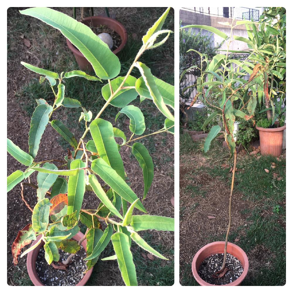 レモンユーカリ の投稿画像 By ゆう さん がんばれーと植中毒と消臭 と香りの葉っぱ とハーブとiphoneseと元気だね 17月8月6日 Greensnap グリーンスナップ