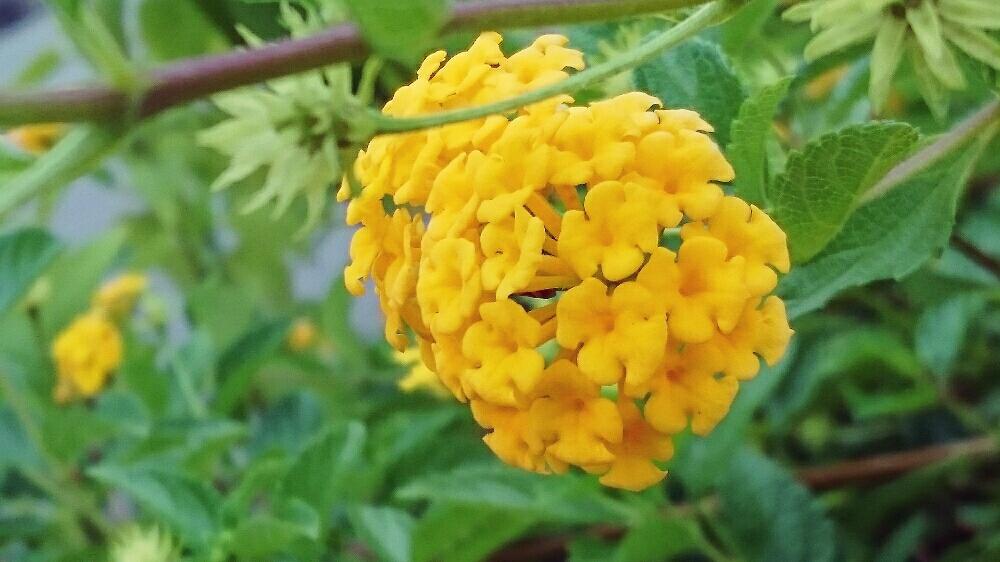 ランタナの投稿画像 By たーぼー さん 夏の花とランタナ倶楽部と近所と寄り道とクマツヅラ科 17月8月6日 Greensnap グリーンスナップ