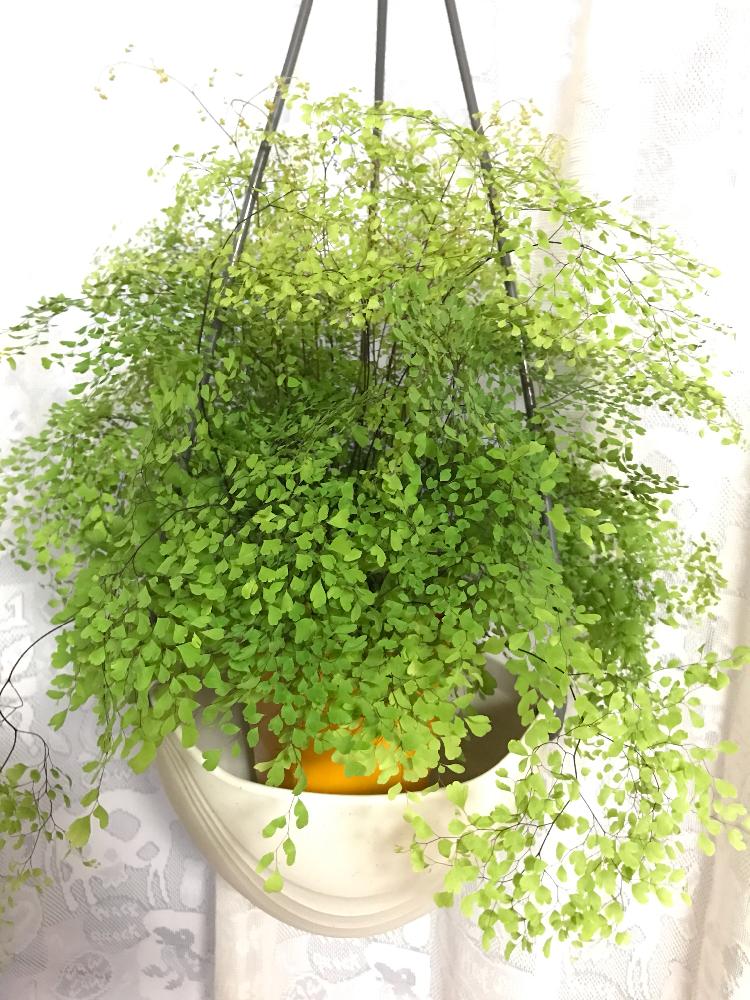 アジアンタム ミクロフィラムの投稿画像 By Ecomuraさん アジアンタムと植中毒と観葉植物と購入メモ 17月8月6日 Greensnap グリーンスナップ