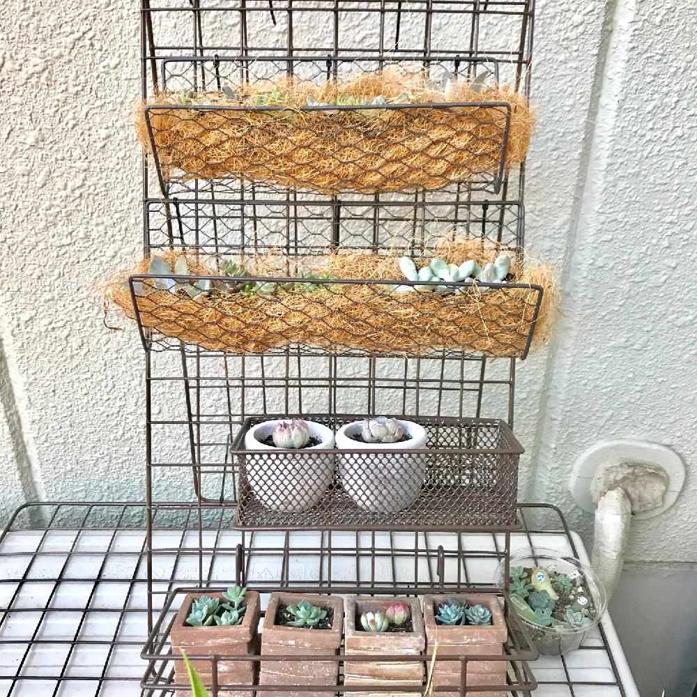 エントランスの投稿画像 By タッフィーさん 多肉植物と植え替え記録と植中毒と成長記録とタニク初心者と多肉初心者と多肉ラックとdiy多肉棚と多肉 植物と植え替え記録と植中毒と成長記録とタニク初心者と多肉初心者と多肉ラックとdiy多肉棚 17月8月6日 Greensnap