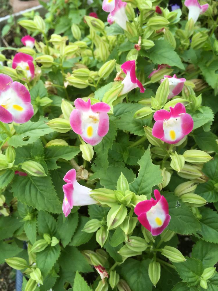 小さい花の投稿画像 By たまみさん ピンクの花と夏の花 17月8月7日 Greensnap グリーンスナップ
