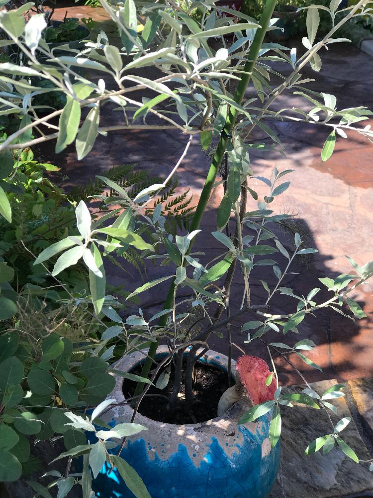ロシアンオリーブの投稿画像 By 茶々のお庭さん ユニークとオリーブの木 と常緑低木とゆるキャラ倶楽部と花のある暮らしとがっかりとグミの木 17月8月7日 Greensnap グリーンスナップ