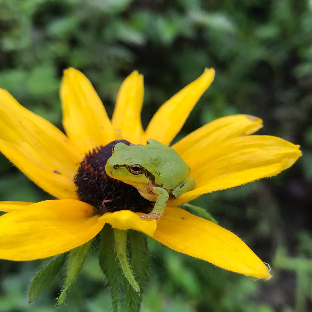 ルドベキアの投稿画像 By 銀月さん 夏の花と花のある暮らしと花とカエルとカエルいるー とカエル 17月8月7日 Greensnap グリーンスナップ