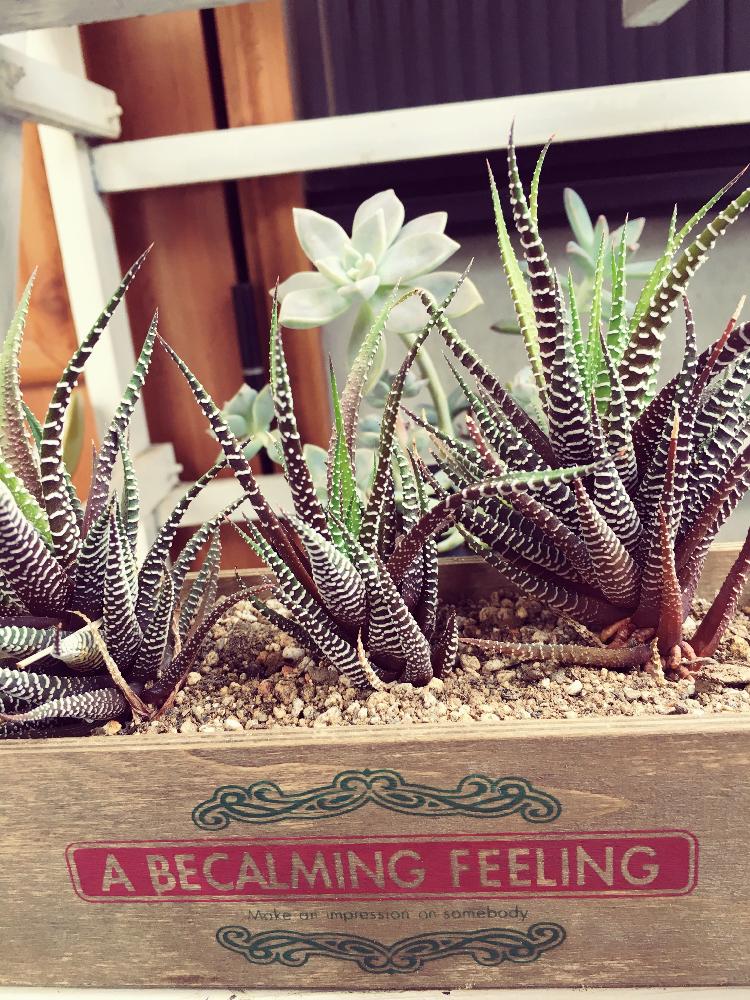 十二の巻の投稿画像 By あやさん エントランスと多肉植物と葉焼けとハオルチア属と厳しい夏と今日の１枚とタニク初心者と多肉植物と葉焼けとハオルチア属と厳しい夏と今日の１枚とタニク初心者 17月8月7日 Greensnap グリーンスナップ Greensnap グリーン