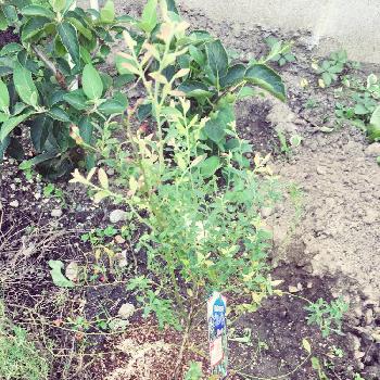 酸性土壌の投稿画像一覧 Greensnap グリーンスナップ