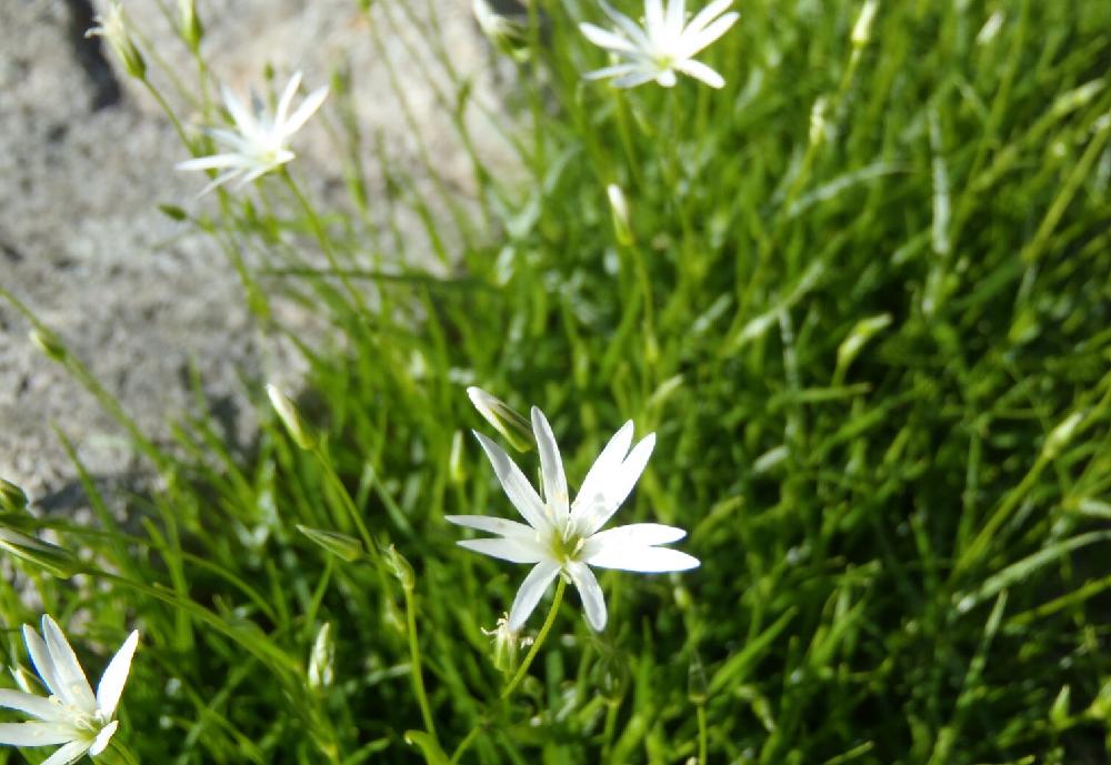 自然の投稿画像 By Ottappoさん 山野草と夏の定番ですと山の花と白い花と高山植物類 17月8月7日 Greensnap グリーンスナップ