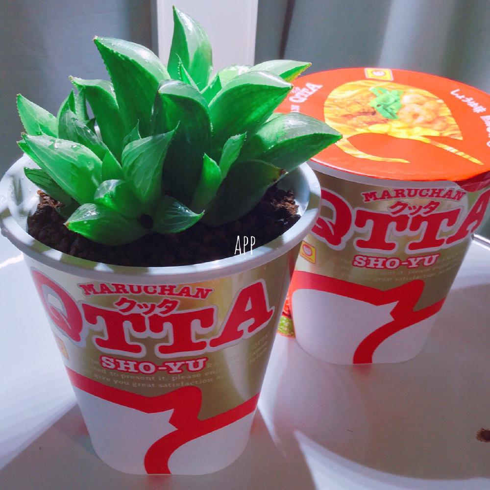 実食 Qtta クッタ エクストラホットチーズ味 トテモカラウマ Extra Hot