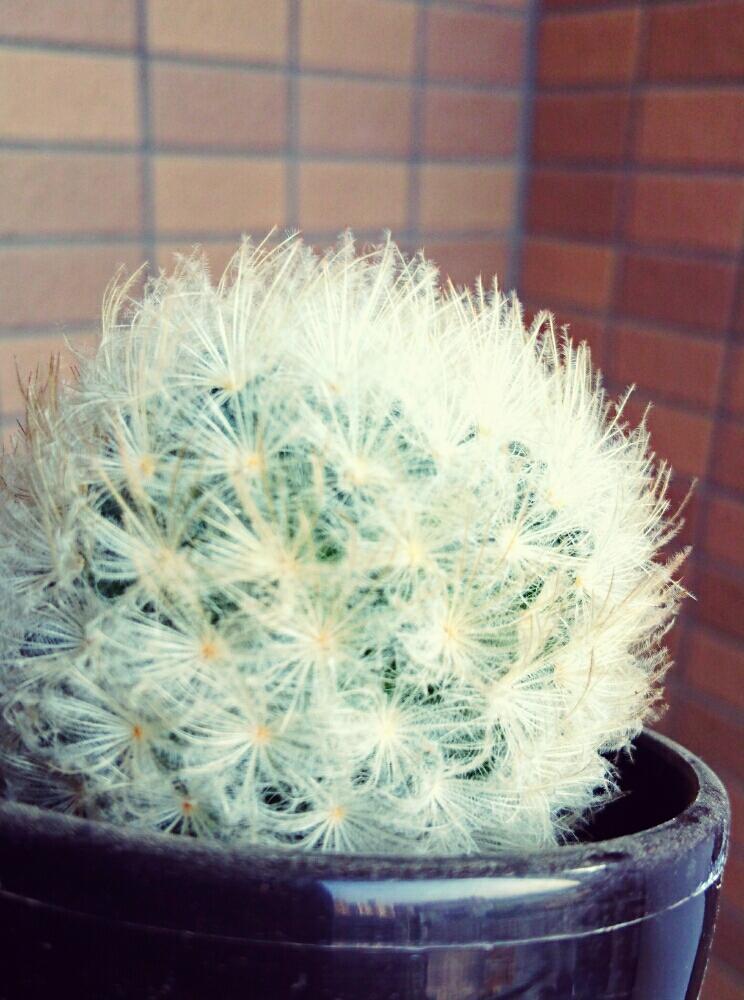 うさぎのほっぺの投稿画像 By Leafさん サボテン科 マミラリア属 白星と多肉植物と観葉植物と植物のある暮らしとボタニカルライフとグリーンインテリアとベランダガーデンとno Green No Lifeと植中毒と多肉女子とタニラーとバルコニスト 17月8月8日 Greensnap うさぎのほっぺの投稿画像 By Leafさん サボテン科 マミラリア属 白星と多肉植物と観葉植物と植物のある暮らしとボタニカルライフとグリーンインテリアとベランダガーデンとno Green No Lifeと植中毒と多肉女子とタニラーとバルコニスト 17月8月8日 Greensnap
