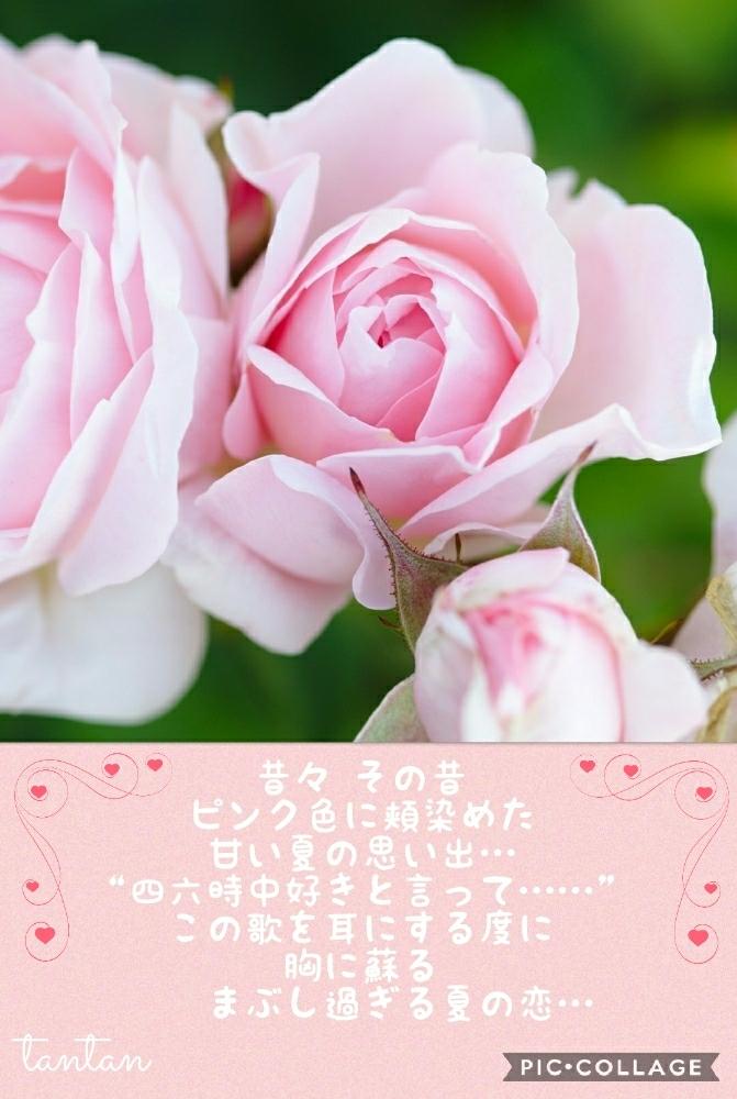 薔薇愛同盟の投稿画像 By Tantan さん マダム倶楽部と花のある暮らしと薔薇 とバラ ミニバラとキュンキュン乙女倶楽部と好きな曲とコラボ とちょいポエム 17月8月8日 Greensnap グリーンスナップ