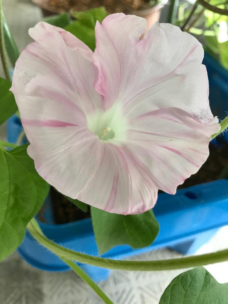 朝顔の投稿画像 By ミロンさん バルコニストとスマホ撮影と薄いピンク色 17月8月8日 Greensnap グリーンスナップ