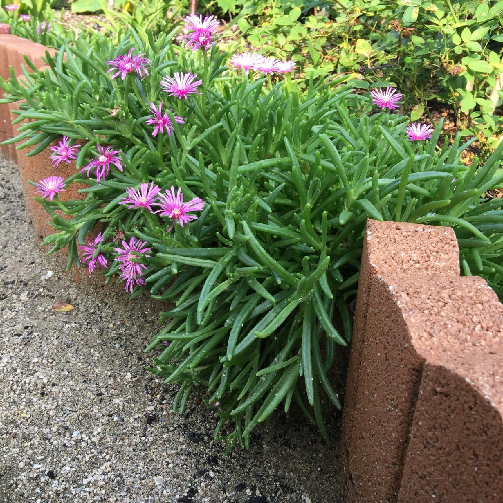 マツバギクの投稿画像 By ゆっしさん 広い庭と多肉植物と多肉大好きともりもり多肉と植中毒と今日の一枚と多肉女子とタニク初心者と多肉初心者と多肉植物と多肉大好きともりもり多肉と植中毒と今日の一枚と多肉女子とタニク初心者と多肉初心者 17月8月8日