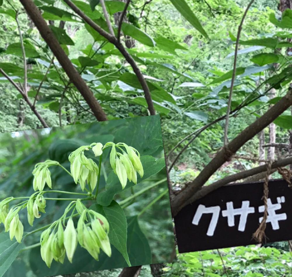 クサギのツボミの投稿画像 By チョウサンさん 臭いのする木と森林公園と夏の花とつぼみと植中毒と遊歩道と自生 17月8月9日 Greensnap グリーンスナップ